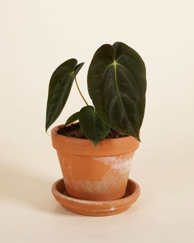 Anthurium Dark Phoenix 