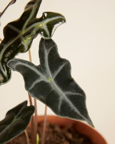 Alocasia Elephant Ears Nobilis