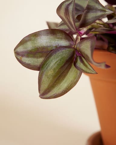 Tradescantia Fantasy Venice Violet Hill 