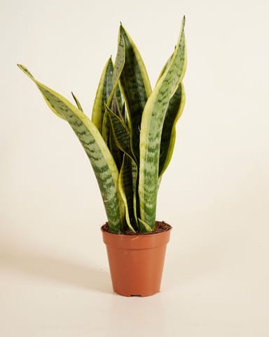 Sansevieria Laurentii