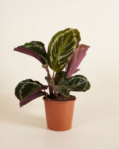 Calathea Prayer plant Medallion
