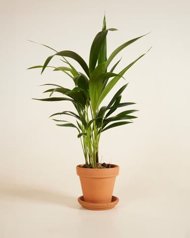 Palm Howea Fosteriana Kentia