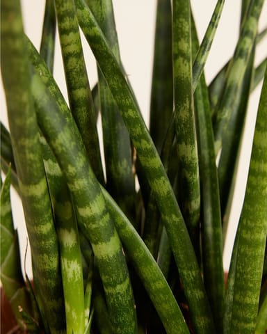 Sansevieria Snake plant Fernwood Punk