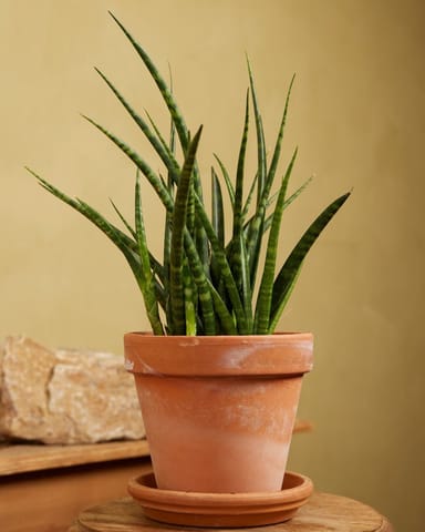 Sansevieria Snake plant Fernwood Punk