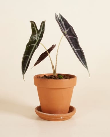 Alocasia Elephant Ears Longiloba Purple