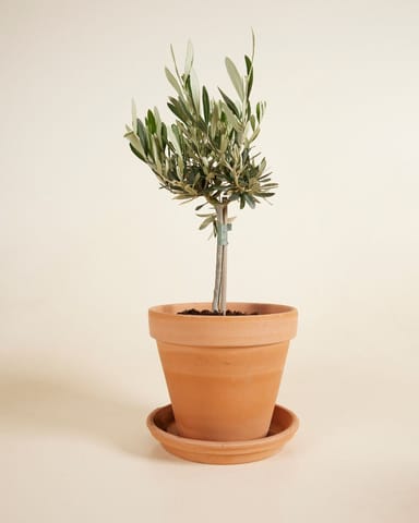 Olea Europaea