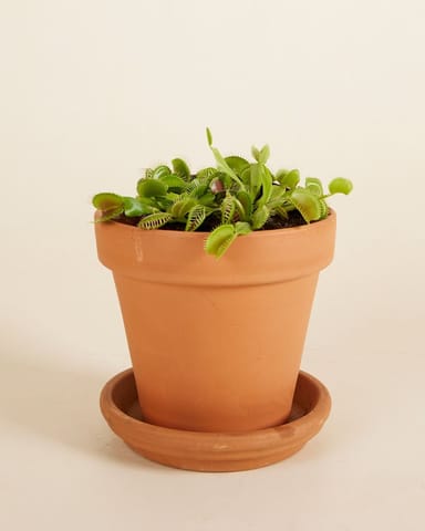 Dionaea Trappola per mosche Muscipula