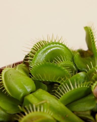 Dionaea Trappola per mosche Muscipula