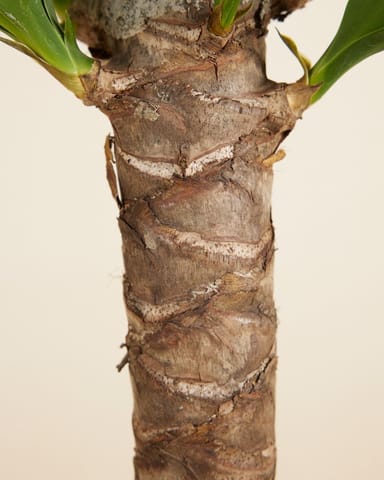 Elephantipes Yucca senza spine Yucca