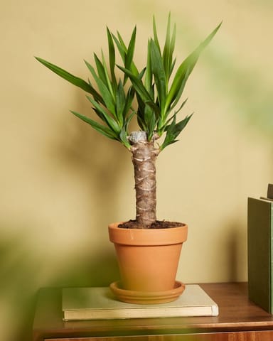 Elephantipes Yucca senza spine Yucca