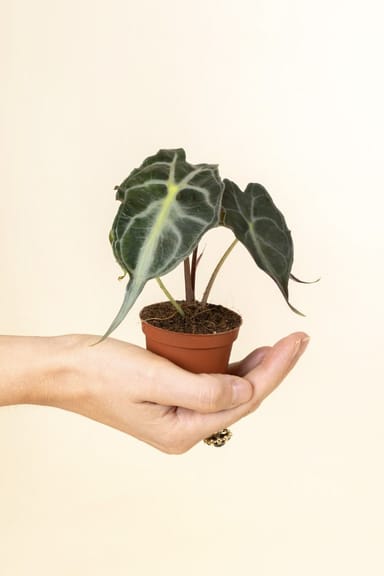 Baby Alocasia Orecchia d’Elefante Venom