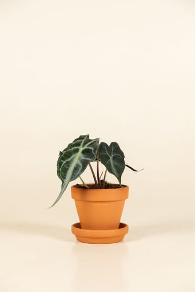 Baby Alocasia Orecchia d’Elefante Venom