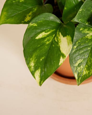 Epipremnum Potos Aureum