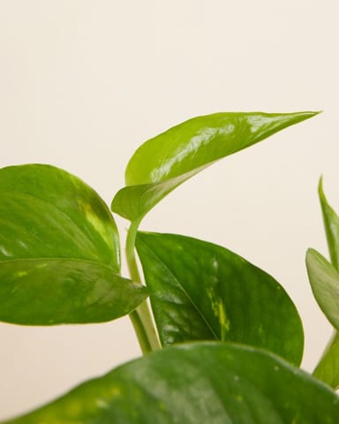 Epipremnum Potos Aureum