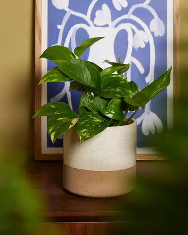 Epipremnum Potos Aureum