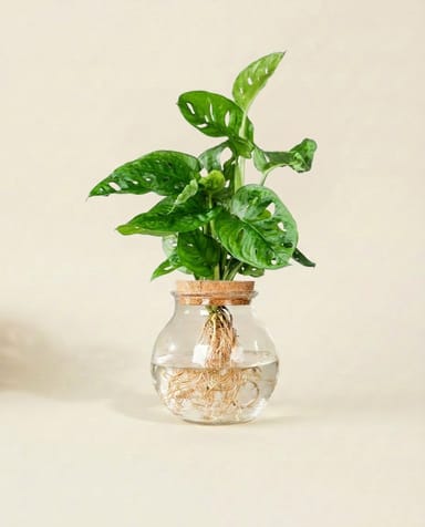 Monstera Swiss Cheese plant Adansonii in glass vase