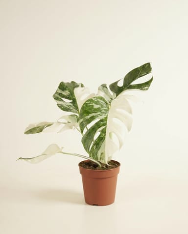 Monstera Swiss Cheese plant Deliciosa Variegata Super White