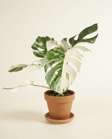 Monstera Swiss Cheese plant Deliciosa Variegata Super White