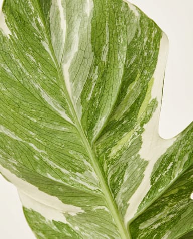 Monstera Swiss Cheese plant Deliciosa Variegata Super White