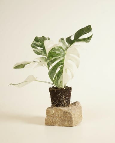 Monstera Swiss Cheese plant Deliciosa Variegata Super White
