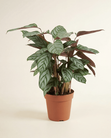 Calathea Plante paon Compactstar