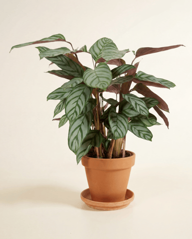 Calathea Plante paon Compactstar