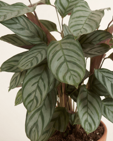 Calathea Plante paon Compactstar