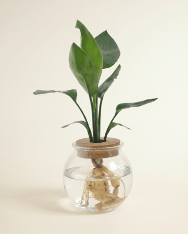 Strelitzia Estrelitzia Nicolai (in glass)