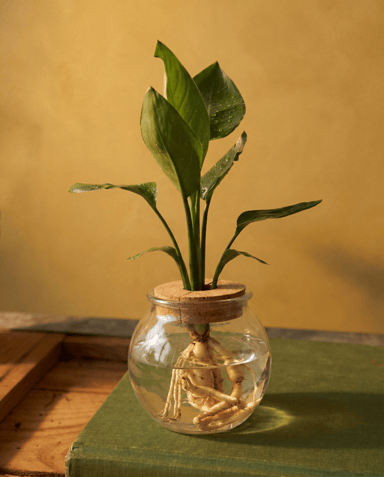 Strelitzia Estrelitzia Nicolai (in glass)