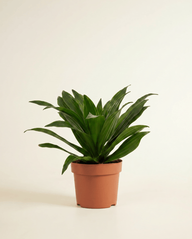 Dracaena Dragon tree Compacta