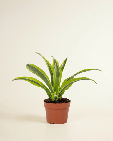 Dracaena Arbre dragon Lemon Lime