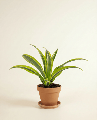 Dracaena Arbre dragon Lemon Lime