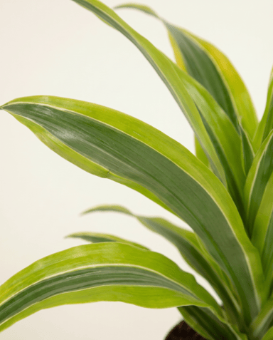 Dracaena Arbre dragon Lemon Lime