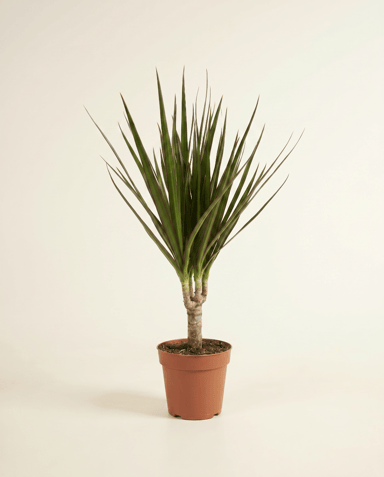 Dracaena Dragon tree Marginata