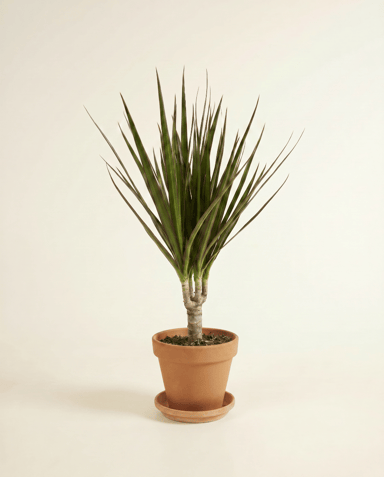 Dracaena Dragon tree Marginata