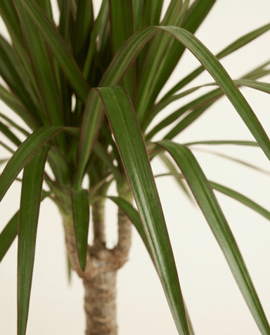 Dracaena Dragon tree Marginata