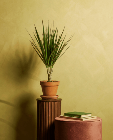 Dracaena Dragon tree Marginata