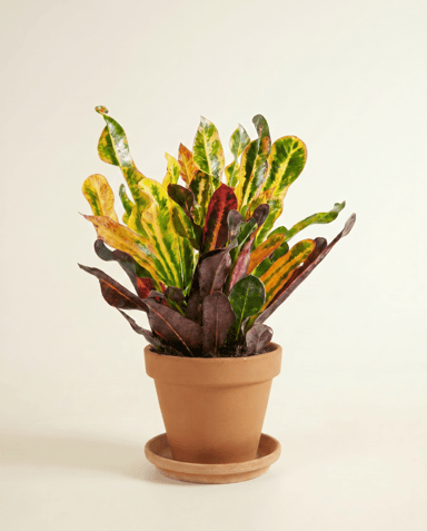 Codiaeum Croton Variegatum Mammi