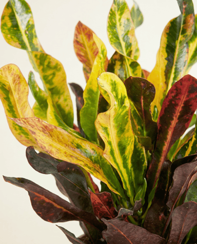Codiaeum Croton Variegatum Mammi