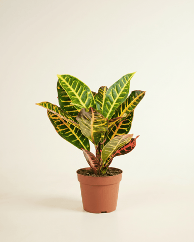 Codiaeum Croton Variegatum Petra