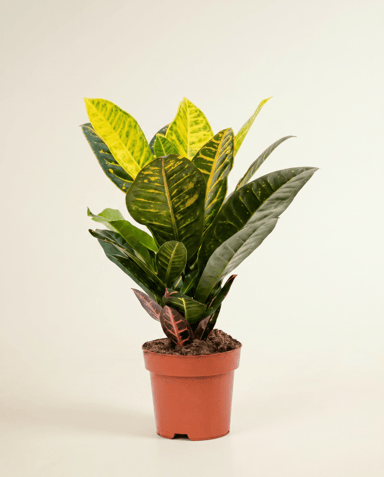 Codiaeum Croton Variegatum Petra