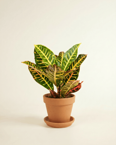 Codiaeum Croton Variegatum Petra