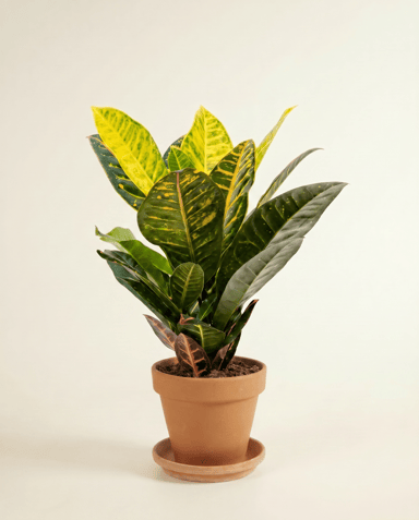 Codiaeum Croton Variegatum Petra