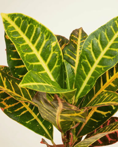 Codiaeum Croton Variegatum Petra