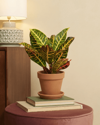 Codiaeum Croton Variegatum Petra