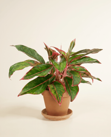Aglaonema Chinese Evergreen Crete