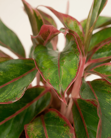 Aglaonema Chinese Evergreen Crete
