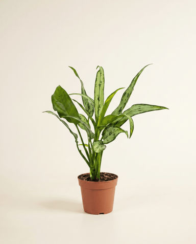 Aglaonema Chinese Evergreen Cutlass