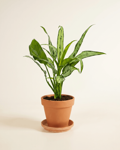 Aglaonema Chinese Evergreen Cutlass