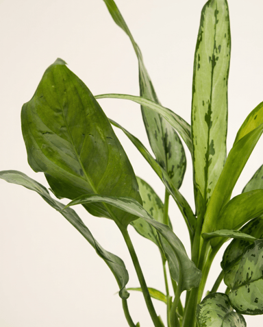 Aglaonema Chinese Evergreen Cutlass